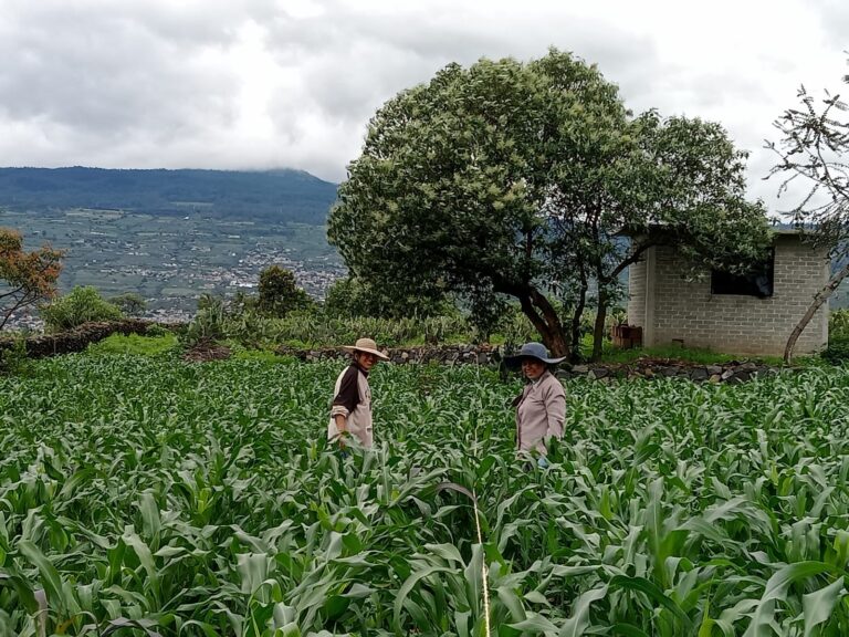 Inicio milpa vania y silvia